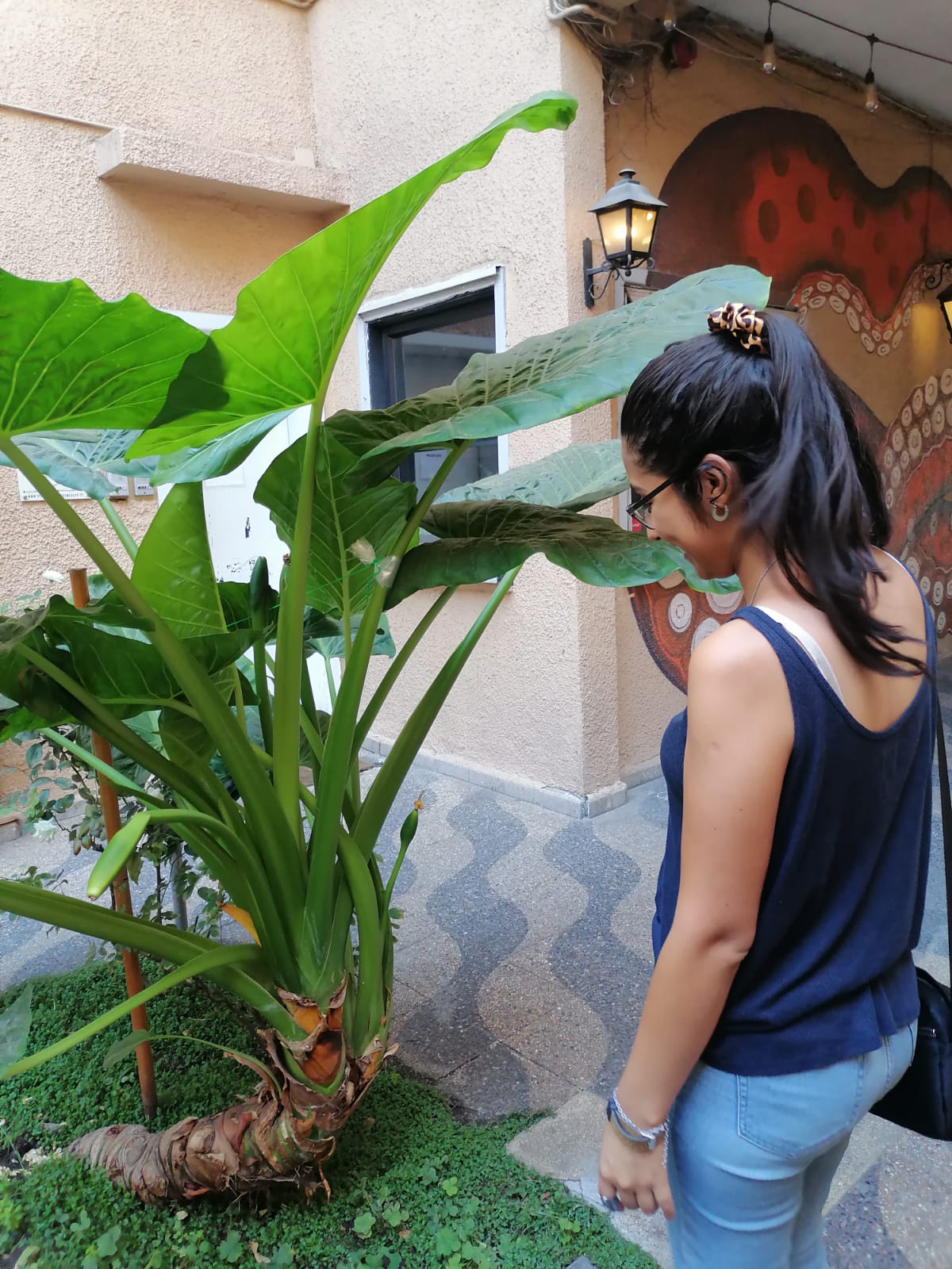 Cuidado práctico de plantas